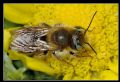 Osmia caerulescens (cfr.)